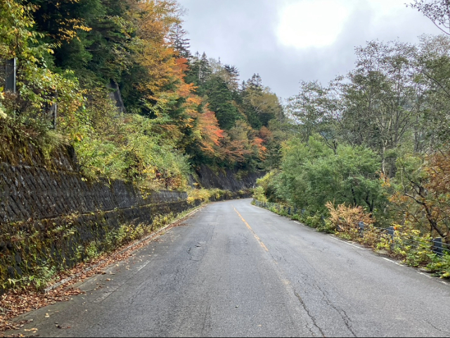 奥日光金精道路の紅葉